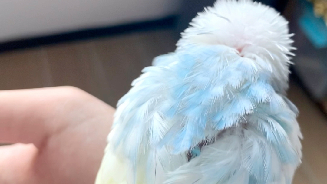 【tiffany】虎皮鹦鹉金珍珠彩显 手养宝宝成长记_哔哩哔哩_bilibili