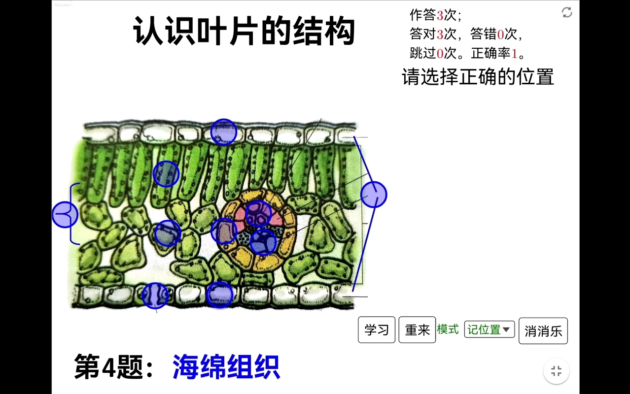 多种模式识图游戏 认识叶片的结构