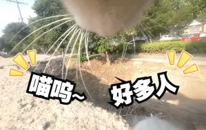 Tải video: 辛勤的喵师傅，一大早又开始在小区“呼朋唤友”了！