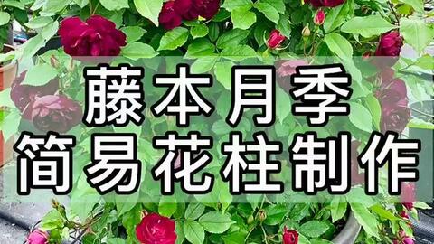 藤本月季的花柱绑扎 哔哩哔哩