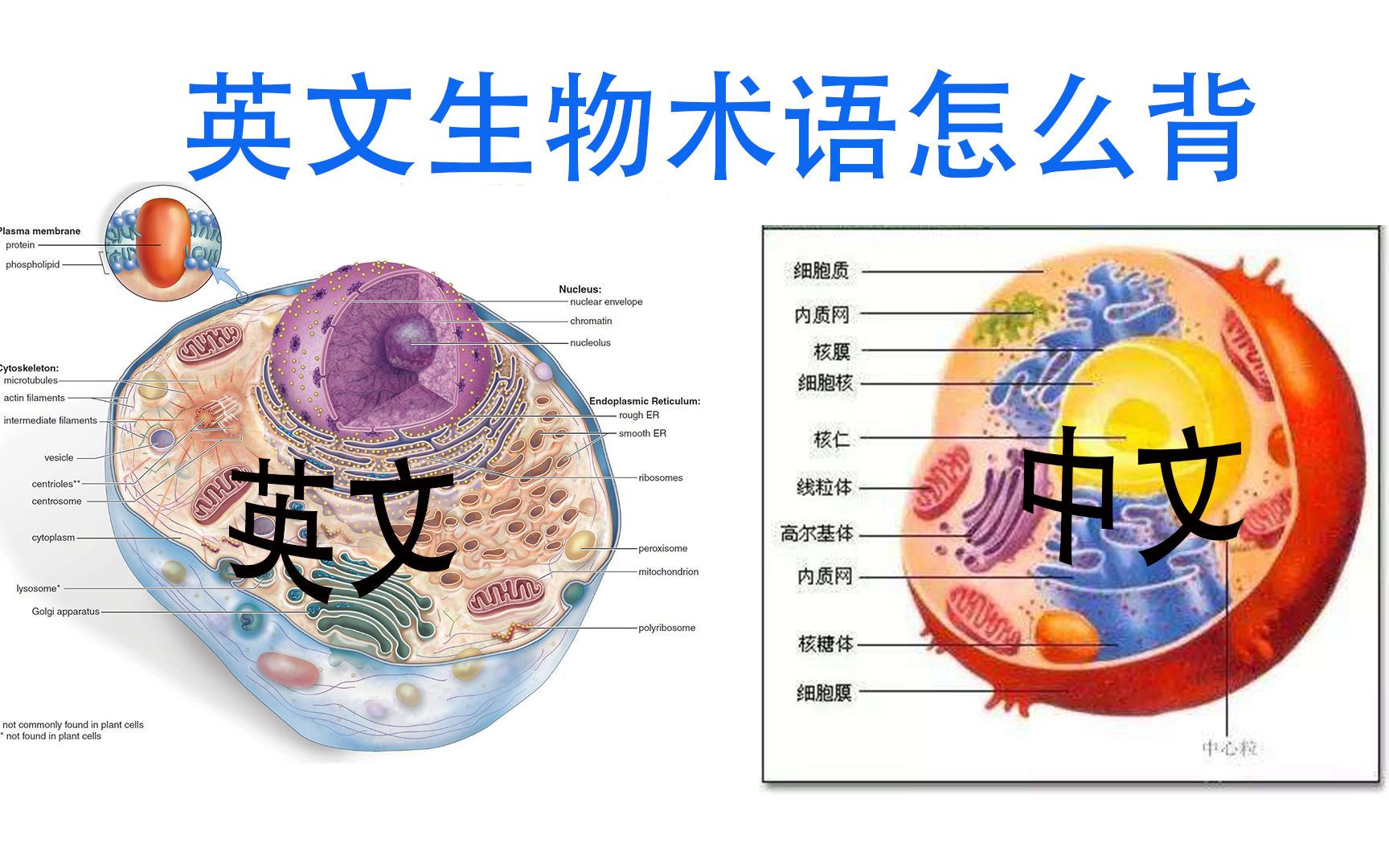 [图]英文生物术语记忆