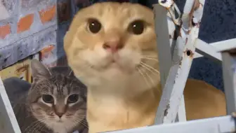 🐱我被困在了哈基乡