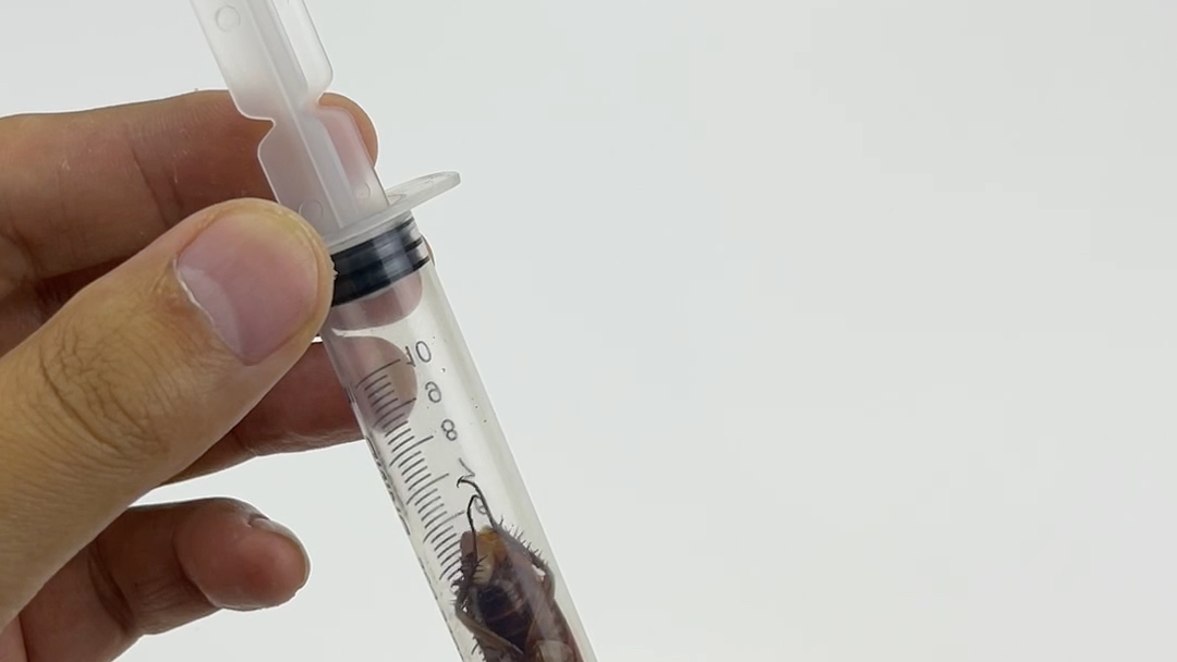 打火机里的气体可以杀死蟑螂吗?
