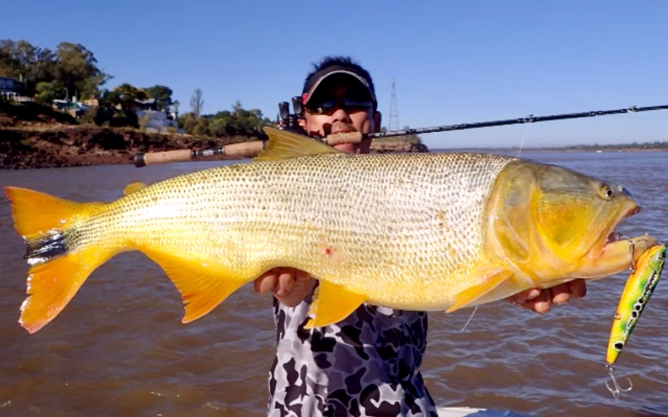 路亚黄金河虎,凶猛咬口惊爆视觉效果,肾上腺素飙升!