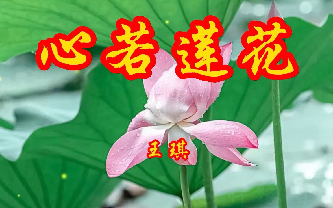 王琪一首《心若莲花》宛若天籁之音,旋律优美动听,听者有福!