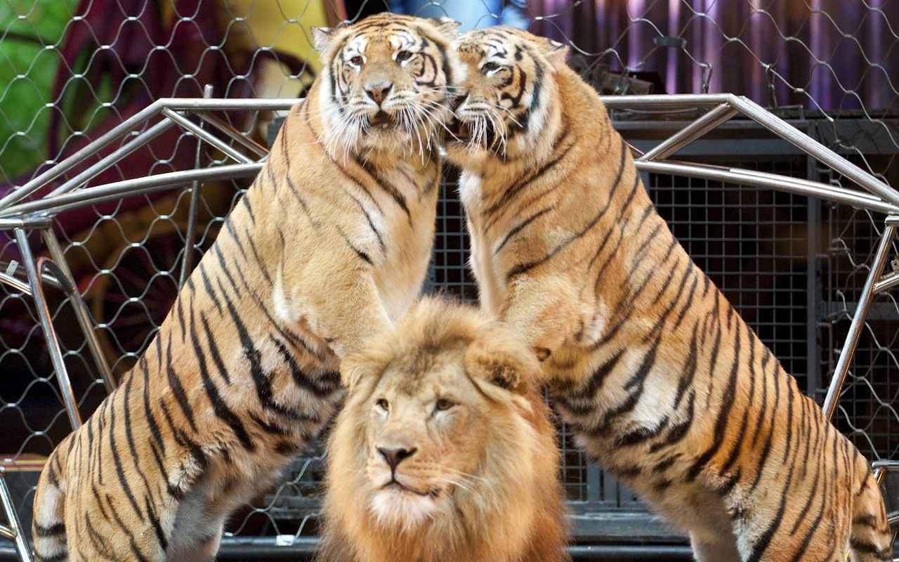 马戏团混养的狮子和老虎_哔哩哔哩 (゜-゜)つロ 干杯~-bilibili