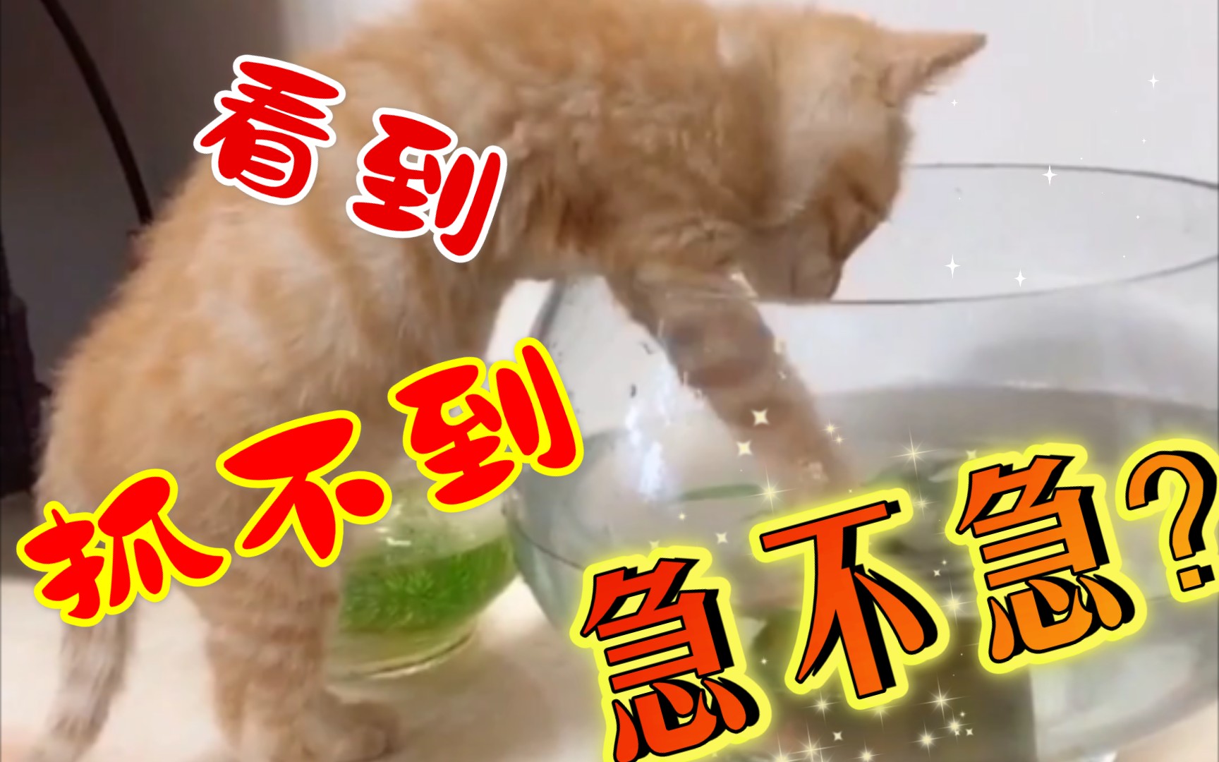 眼看着金鱼却吃不到,是不是干着急?