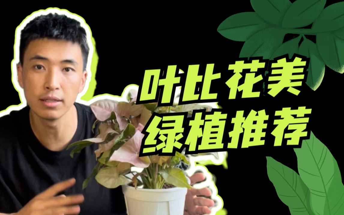 叶子比花好看!高颜值室内彩叶植物推荐|粉嫩小清新平价绿植|新手小白懒人放心养(含黄金春羽毛/橙王子蔓绿绒/彩叶芋/合果芋/秋之华秋海棠养护指南)哔...