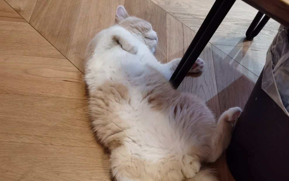 一直喜欢仰躺的猫完全没有节操