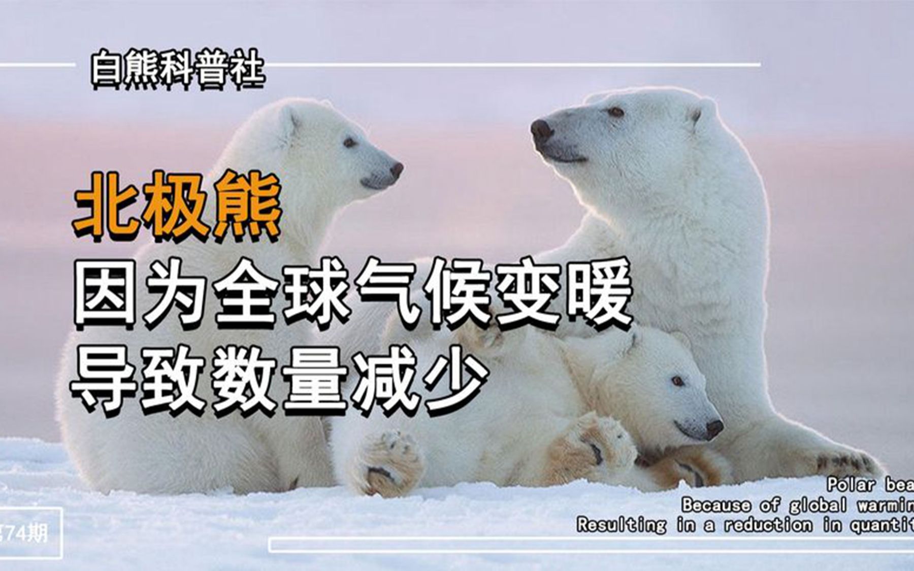 北极熊,因为全球气候变暖,导致其数量减少
