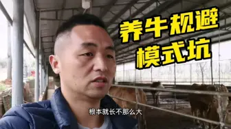 新手创业养牛，为什么要规避养殖模式坑？一段选错提前退场