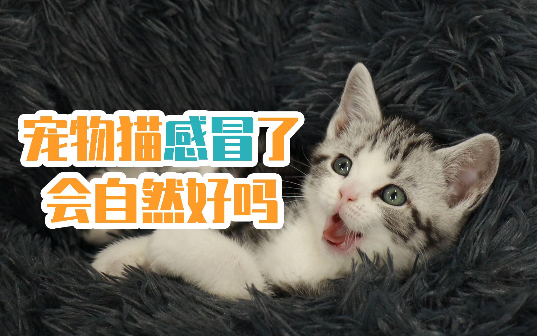 宠物猫感冒了会自然好吗哔哩哔哩bilibili