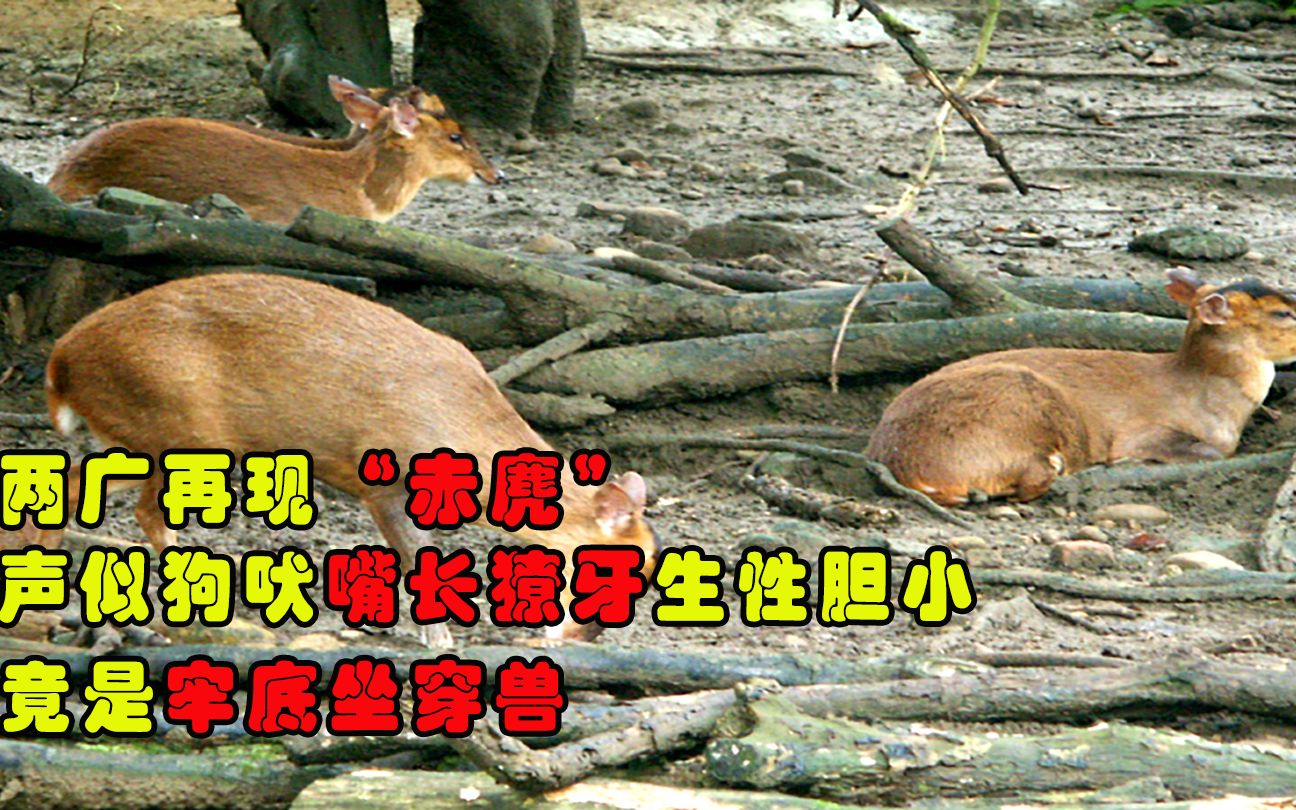 两广再现“黄猄”,声似狗吠嘴长獠牙生性却胆小,竟是牢底坐穿兽哔哩哔哩bilibili