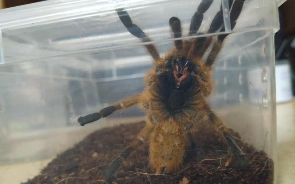 捕鸟蛛给c8换土顺便吐槽下它的近况