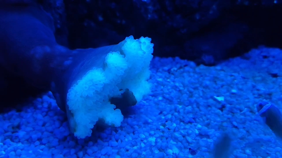 鱼鱼躲珊瑚里是不是搓澡用