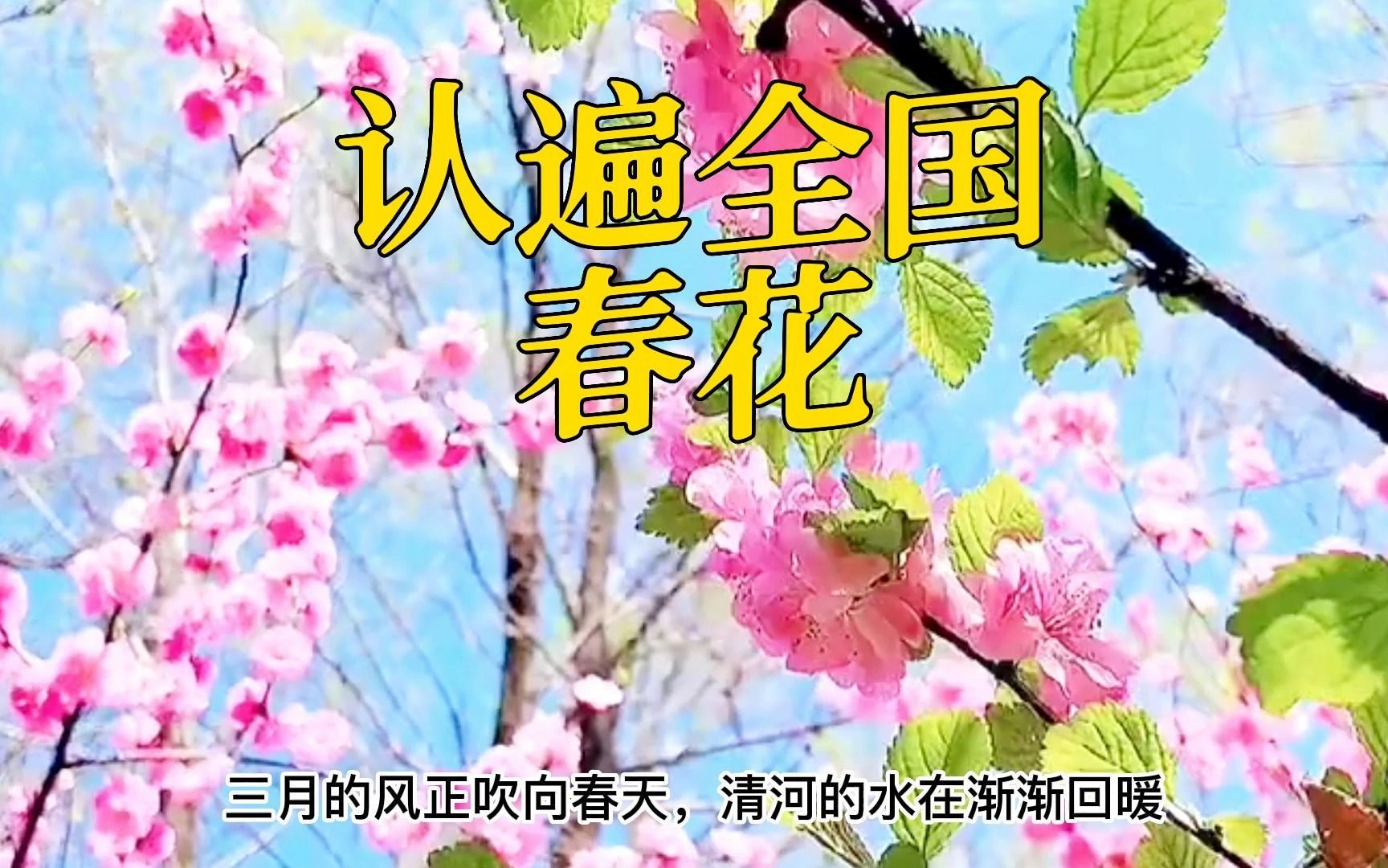 [图]出门赏花时，樱花、桃花、梅花、梨花、李花、杏花总傻傻分不清楚