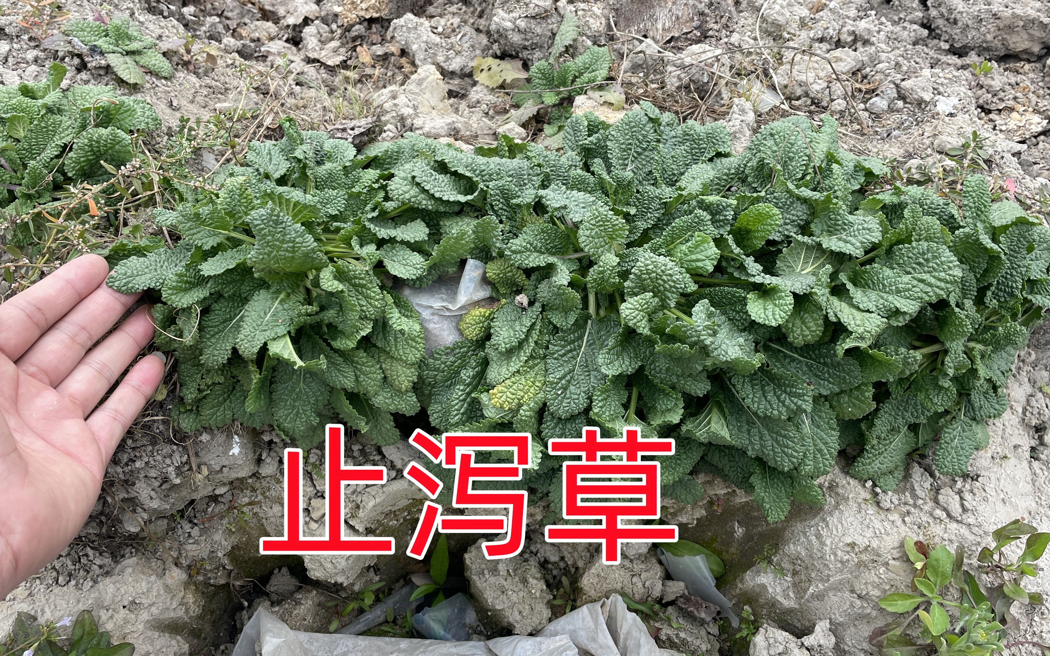 治拉肚子草药百科图片图片