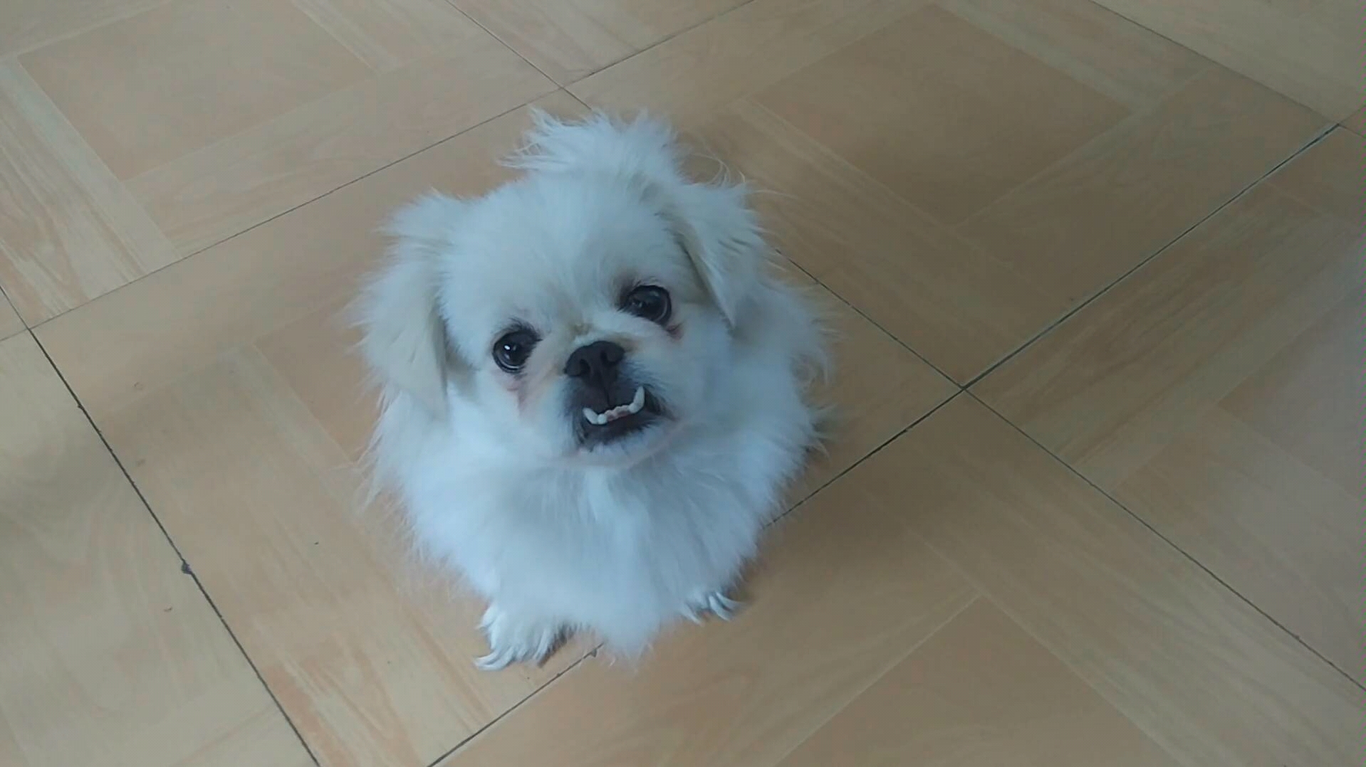 【渔干】小京巴月饼露出幸福的小龅牙_哔哩哔哩 (゜-゜)つロ 干杯