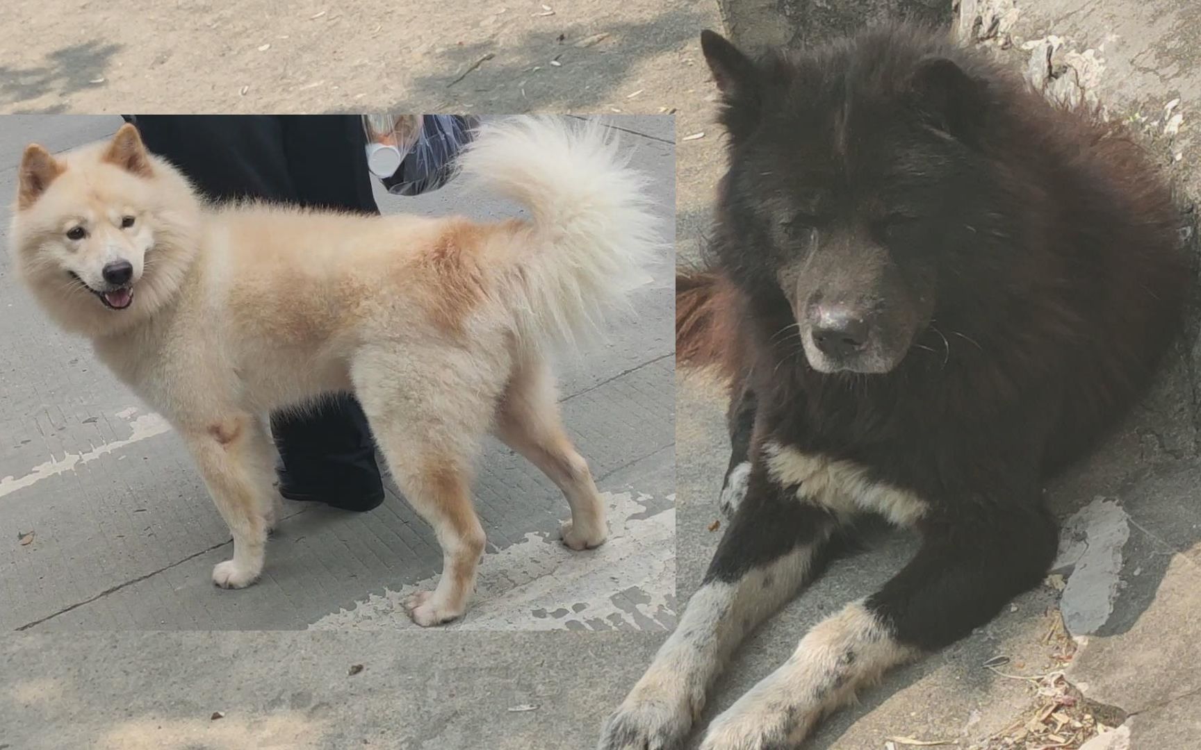中国也有这么霸气的品种狗,红色土松狮更是稀有