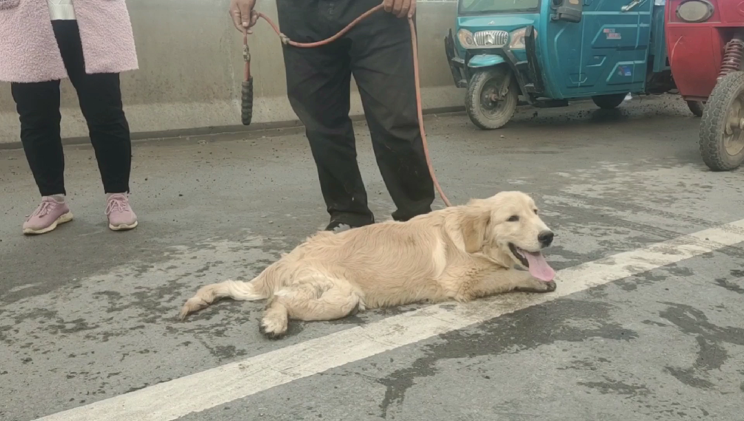 金毛向主人多次跪地祈求,主人无动于衷,最哔哩哔哩bilibili