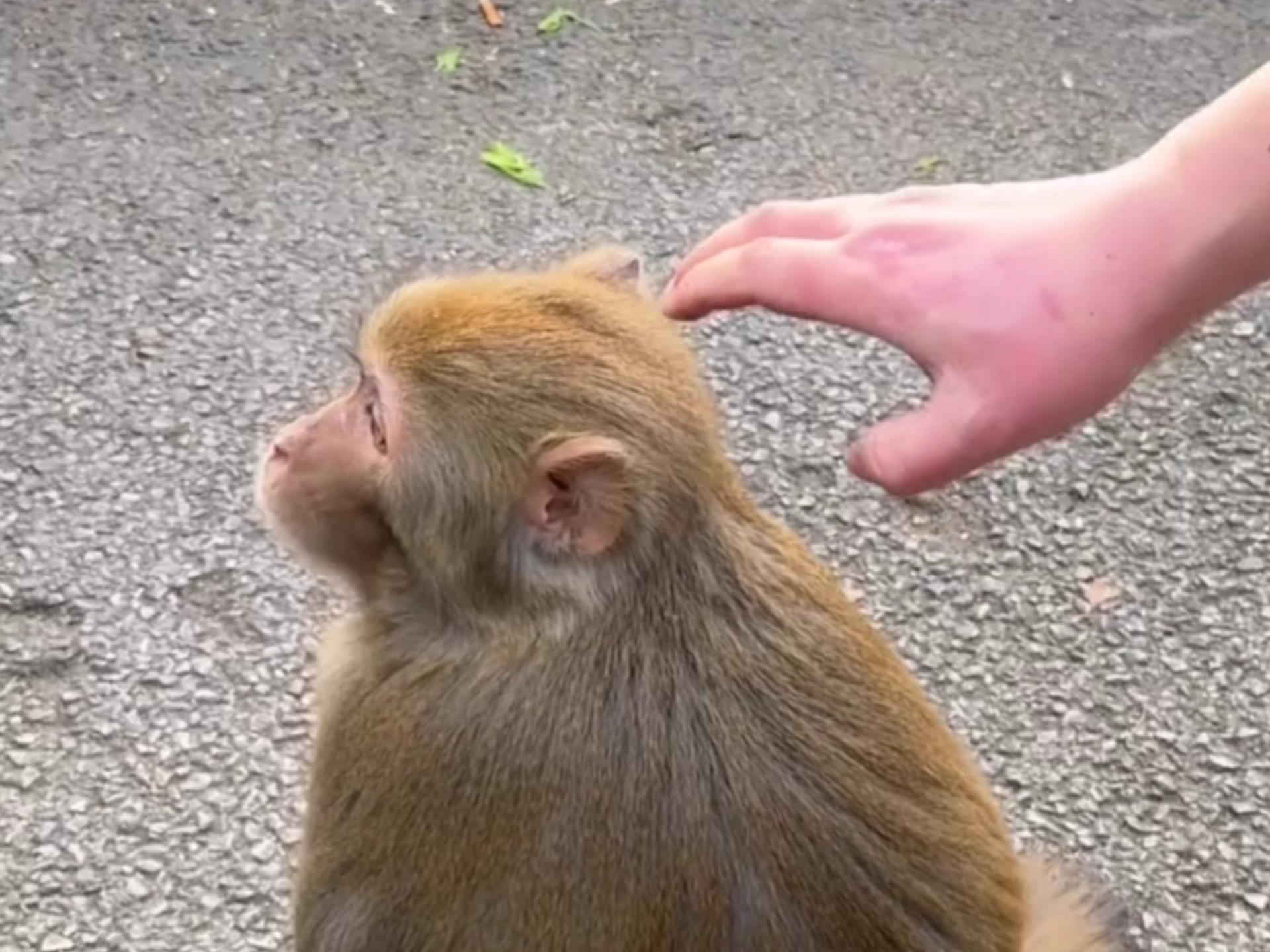 偷袭大公猴