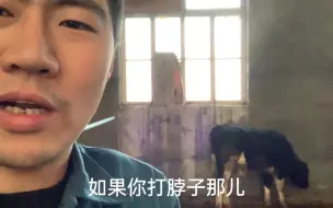 Video herunterladen: 伊维菌素驱虫药毒性太大了，好好的牛直接打自闭了，呼吸都急促了