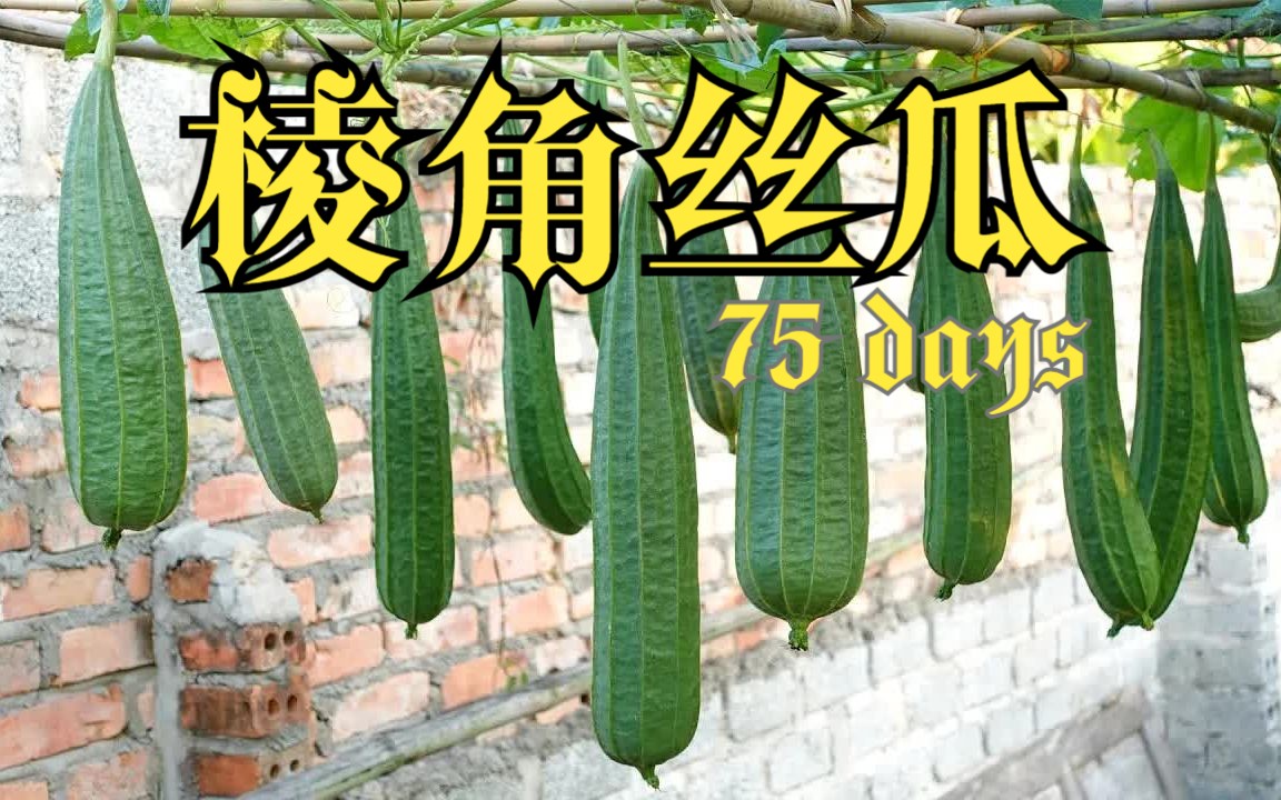 八棱瓜的功效与作用(八棱瓜的功效与作用,让你健康又美丽)