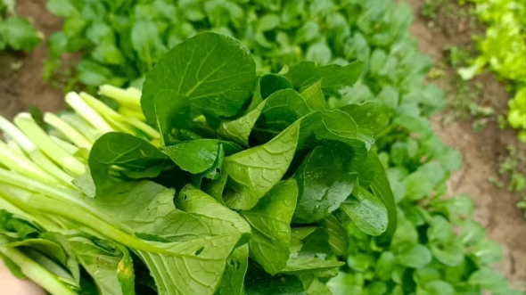 谁知道这是什么菜?