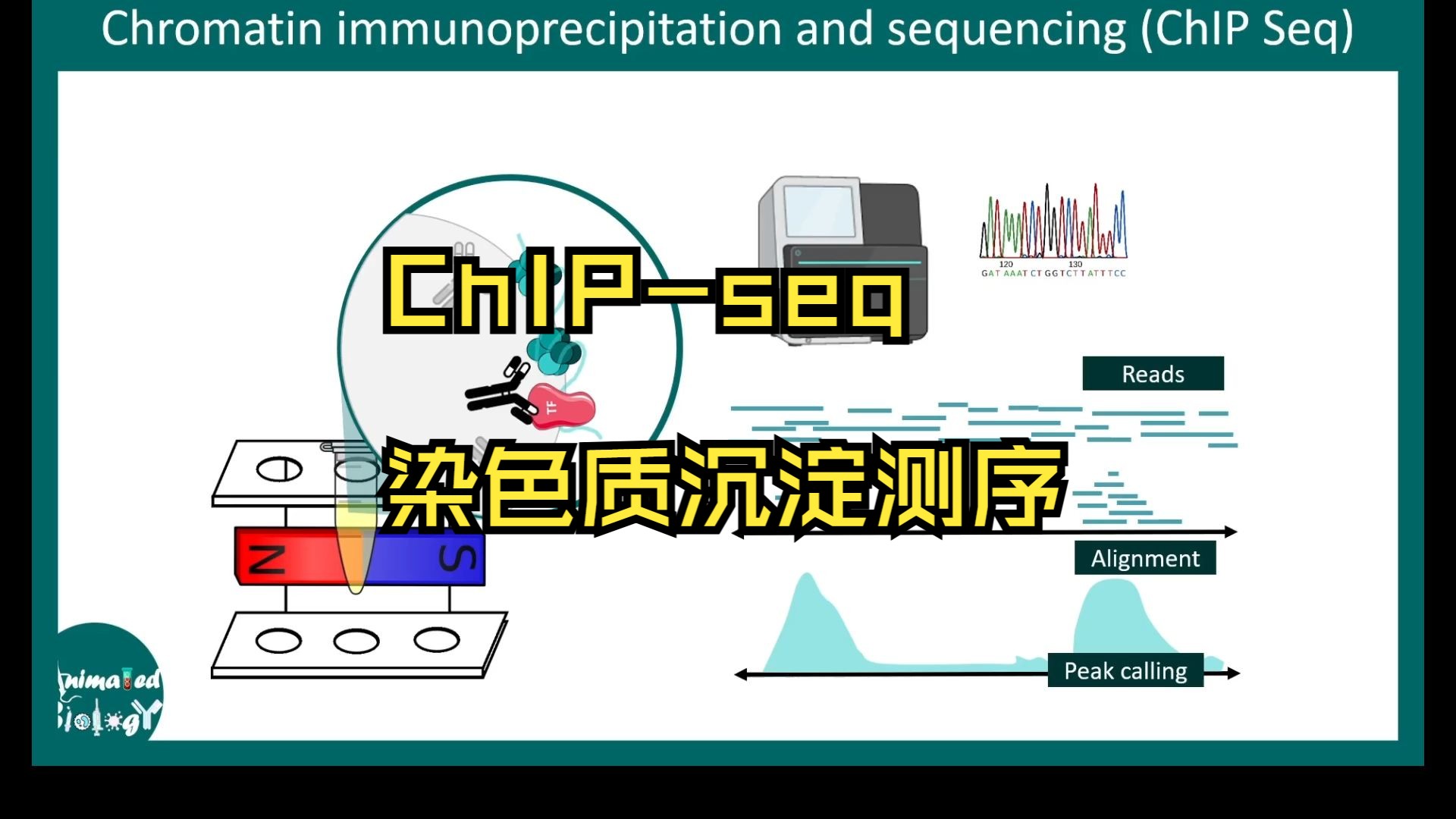 研究生必备 | ChIPseq | 实验原理及步骤哔哩哔哩bilibili