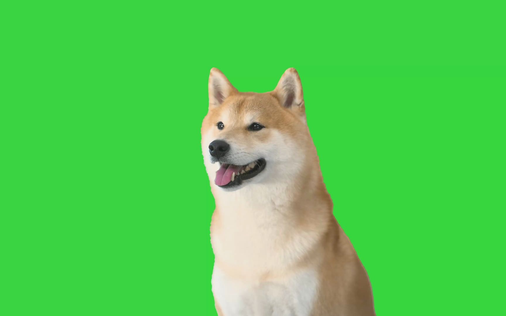 绿色狗狗壁纸图片