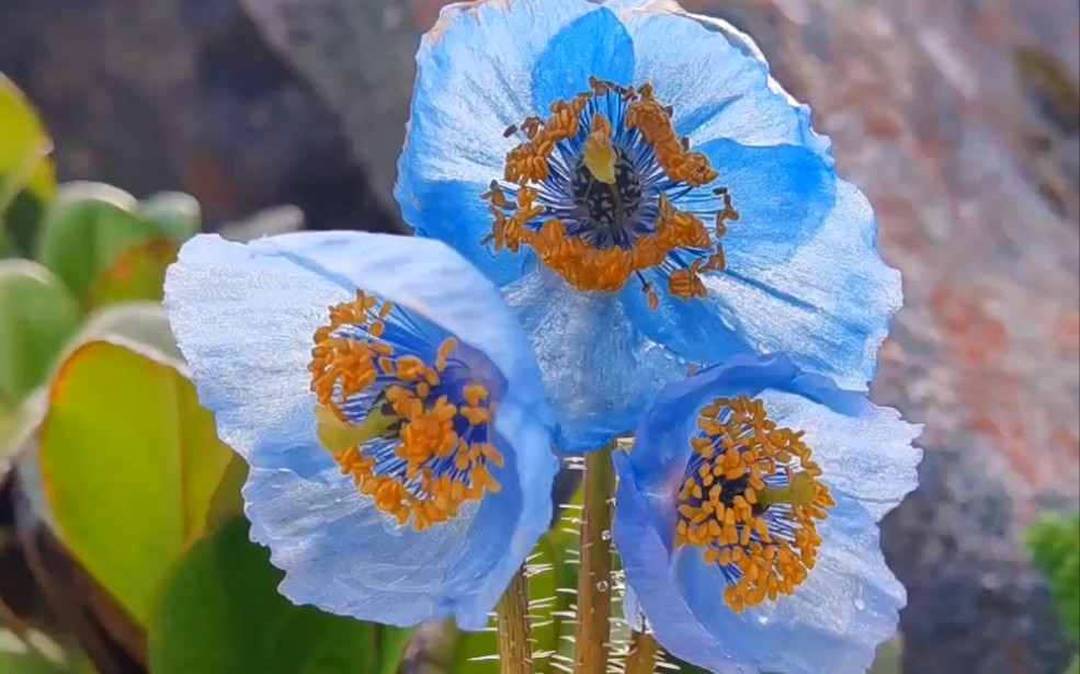 高原蓝精灵,绿绒蒿