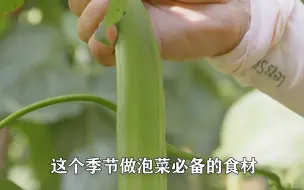 你们觉得哪里的泡菜更好吃？湖南人应该都会选择湘西泡菜，传统工艺腌制，酸脆爽口特别美味！