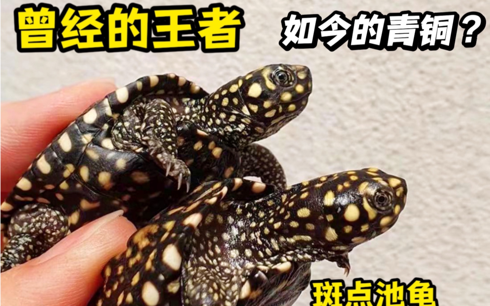 曾经的王者,如今的青铜?斑点池龟饲养手册!