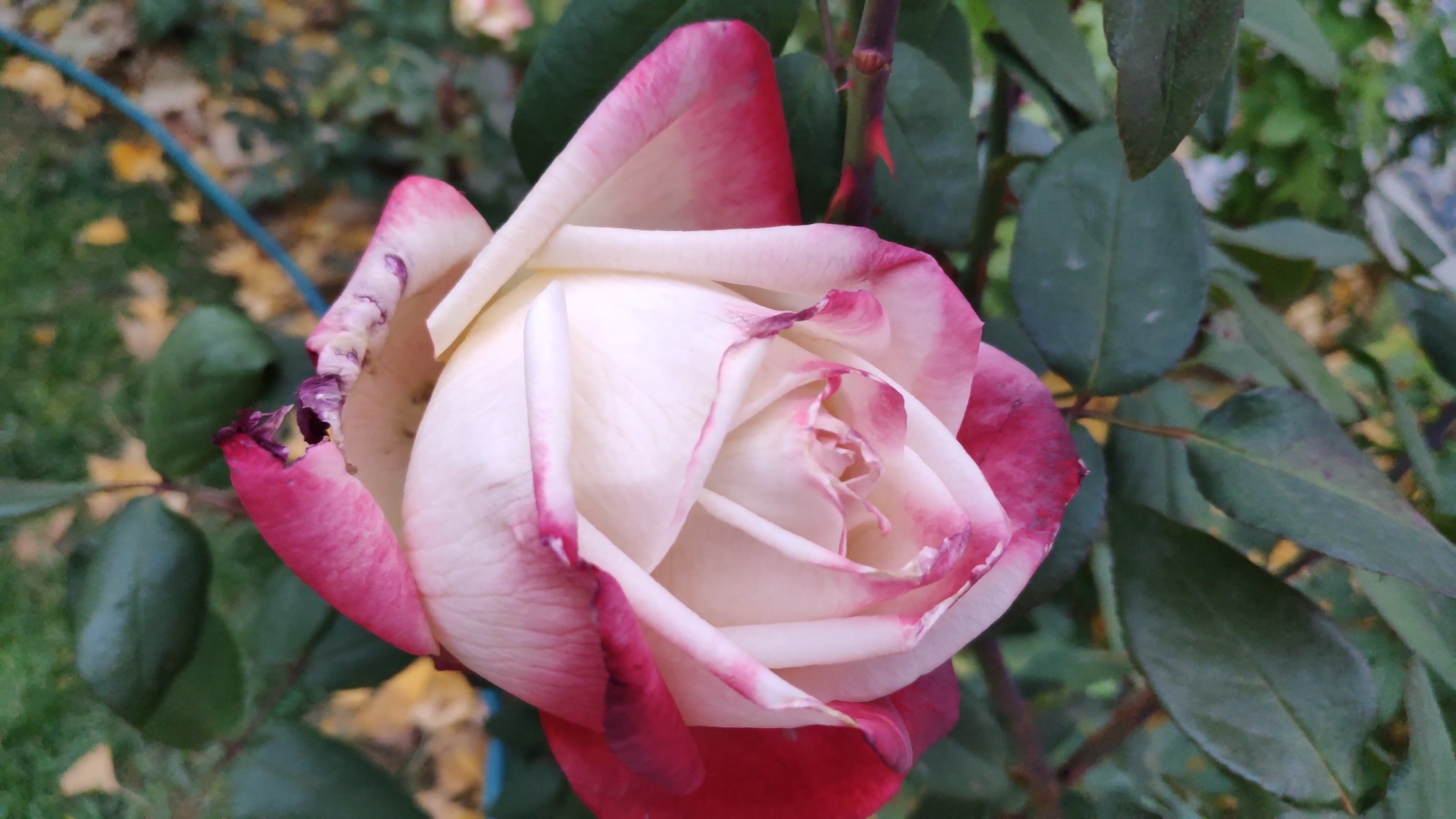 白月季镶红边妩媚可爱,海棠果红艳,元大都城墙断面,槐树林,小雪前.