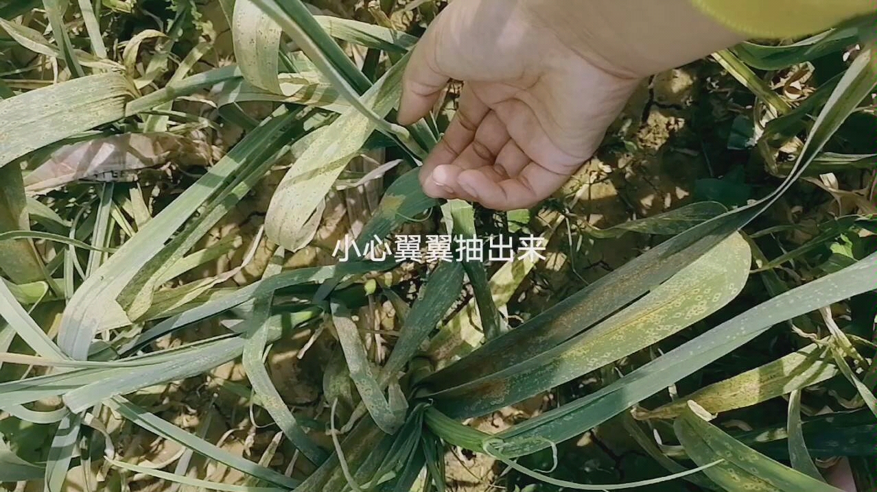 [图]蒜薹是怎样采摘的？