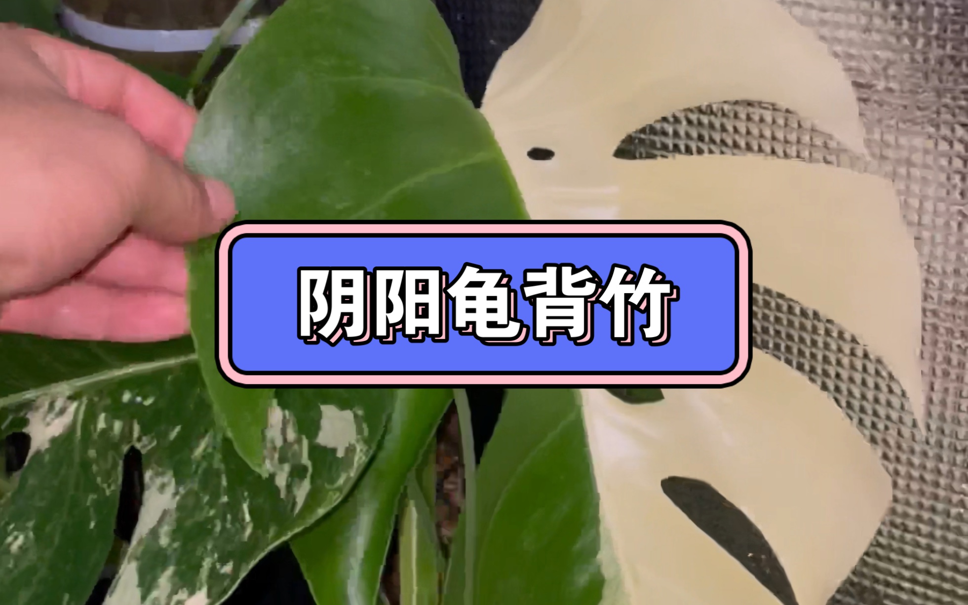 我的阴阳龟背竹