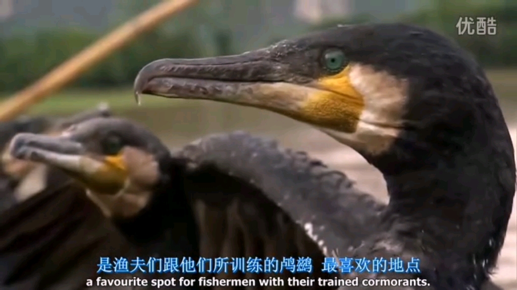 [图]【鸬鹚捕鱼】BBC配音丨Cormorant Fishing