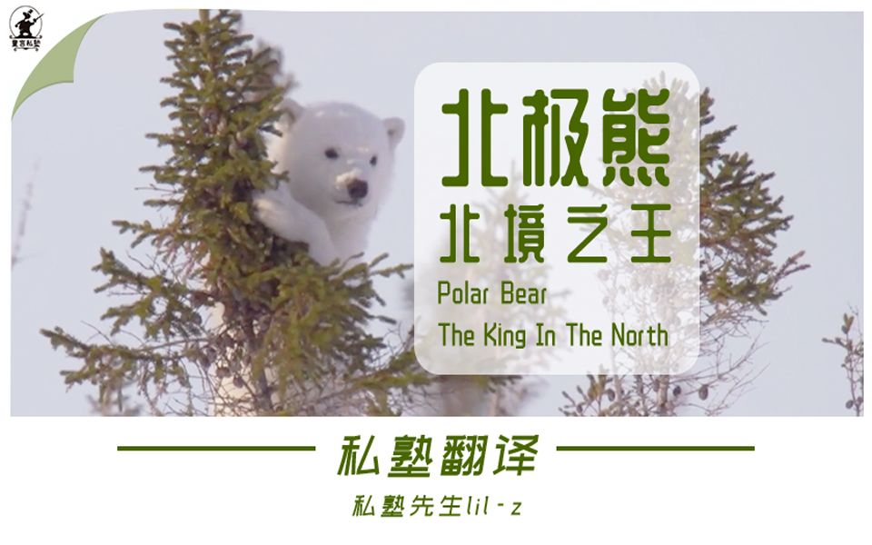 私塾翻译 | 北极熊:北境之王 Polar Bear:The King In The North  动物逻辑  lilz 独立自翻 中英双语字幕哔哩哔哩bilibili