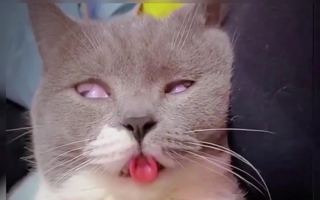 吐舌头略略略的猫,魔性十足