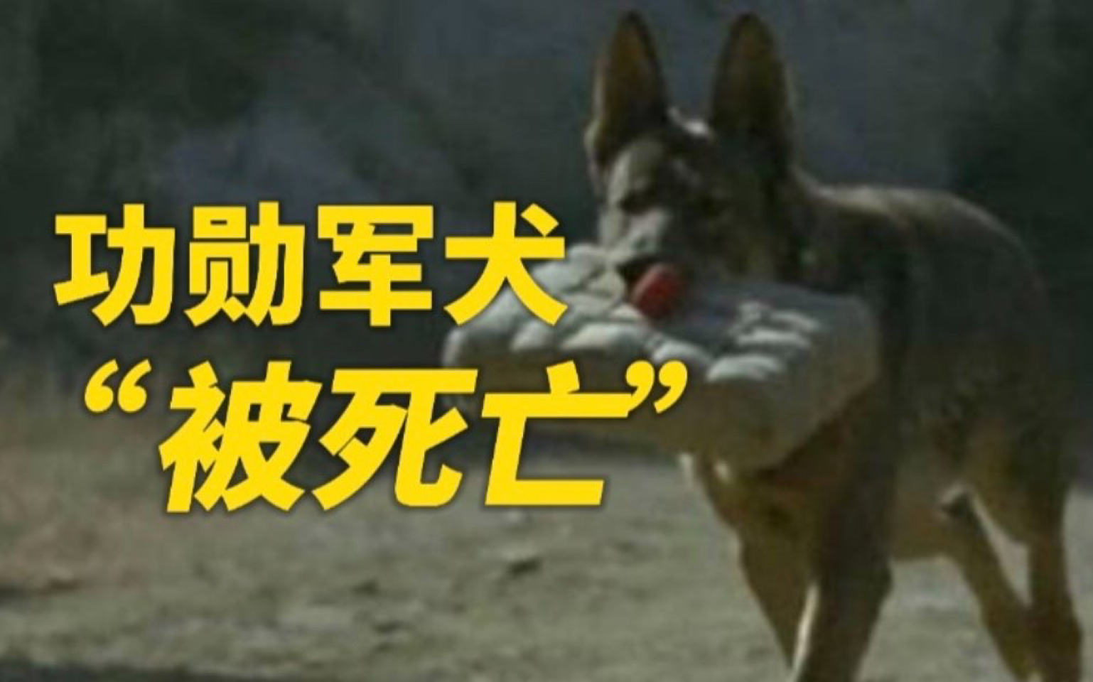 军犬因拍戏被炸死犬王导演引公愤