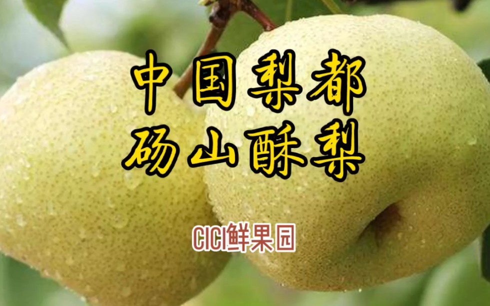 安徽砀山梨,好吃的让人无法忘记哔哩哔哩bilibili