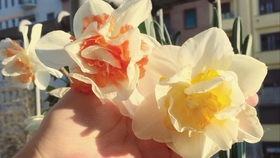 紫灯花一种奇怪的球根植物 往往是叶子黄了 快休眠了才开始开花 哔哩哔哩 つロ干杯 Bilibili