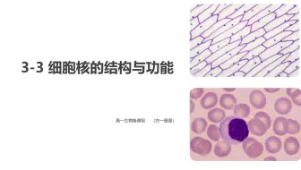 3-3 细胞核
