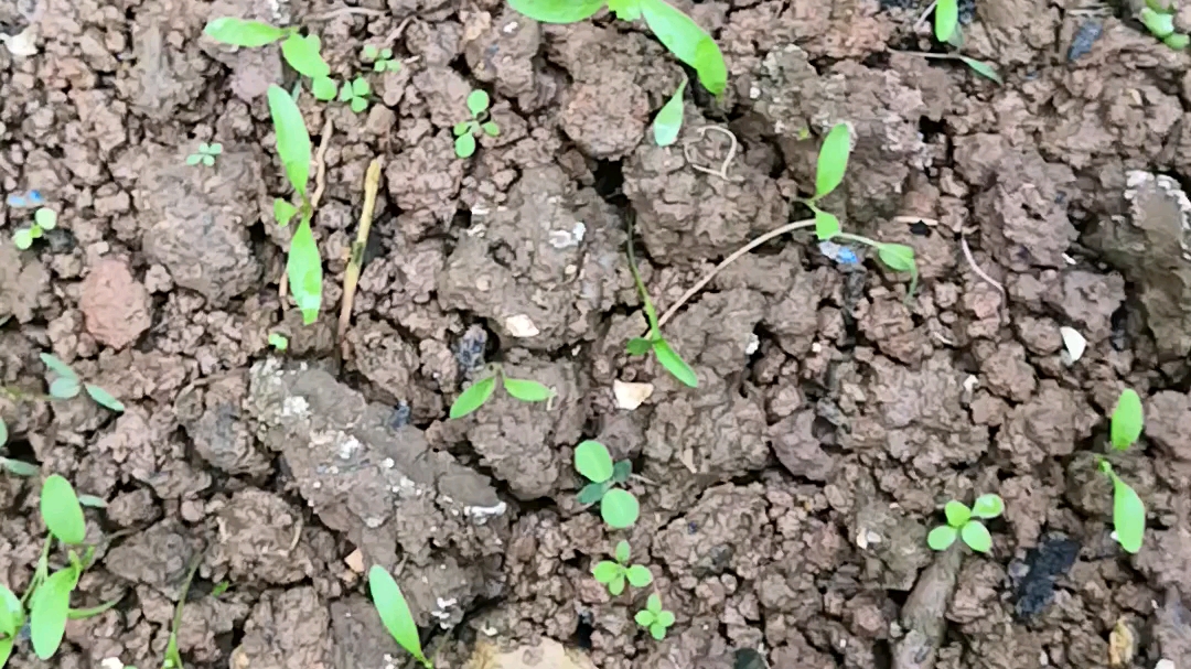 七芫八菠菜,芫荽和菠菜小时候的样子_哔哩哔哩_bilibili