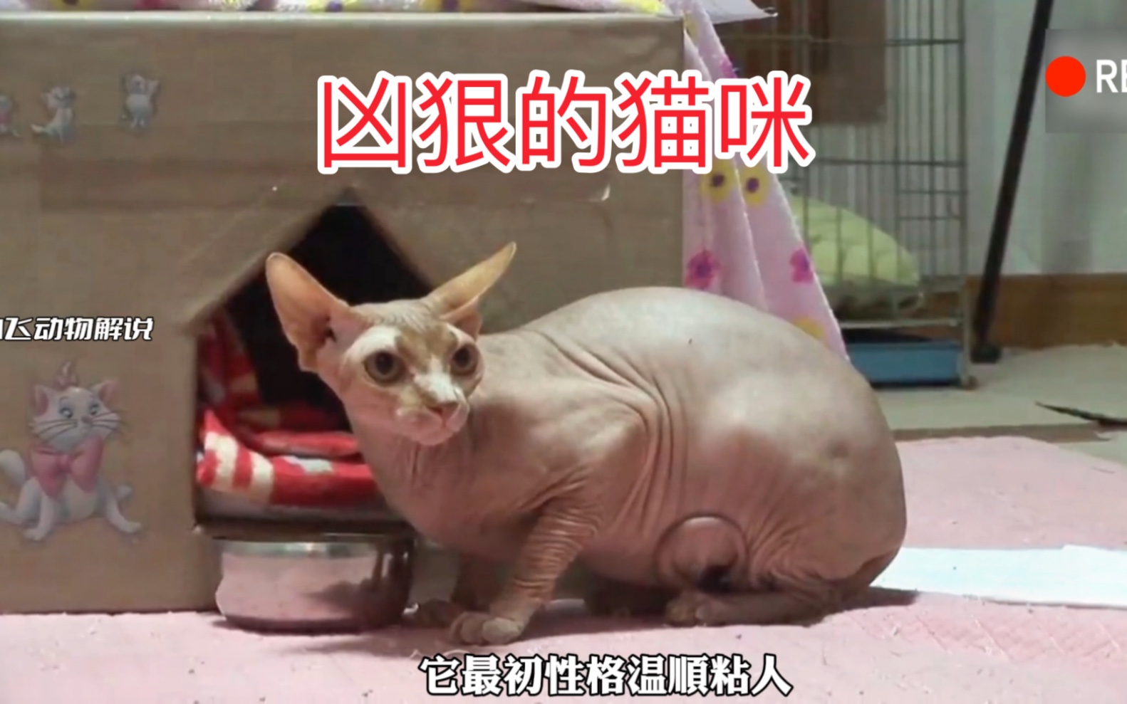 猫咪竟然主动攻击主人,背后究竟隐藏着什么故事呢?看到最后太暖心了!哔哩哔哩bilibili