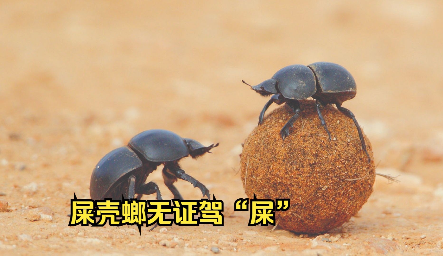 屎都有人要,你却没人要