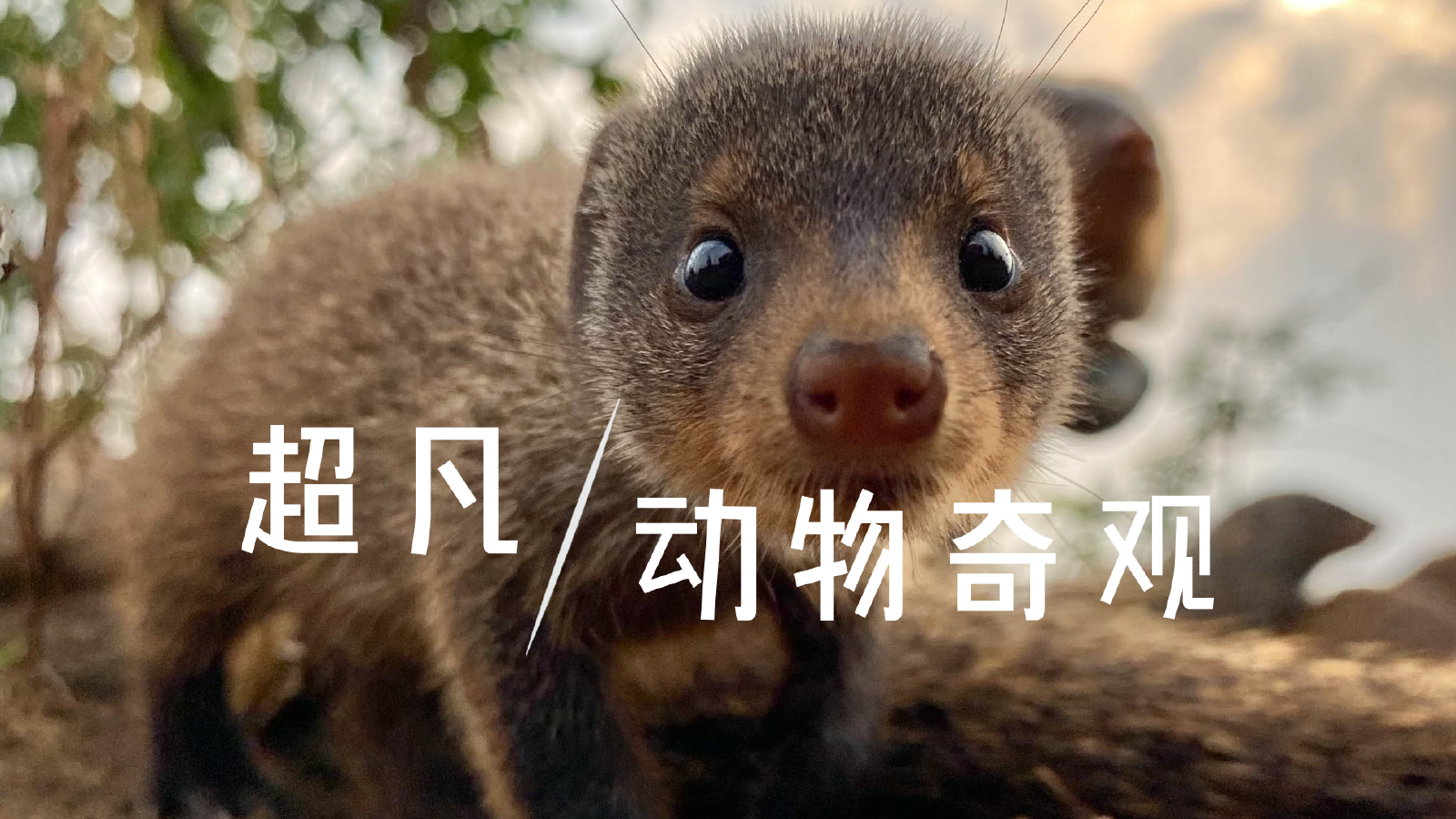 超凡动物奇观(中配版) 第1集 奇特的关系-史前怪物大叔-默认收藏夹