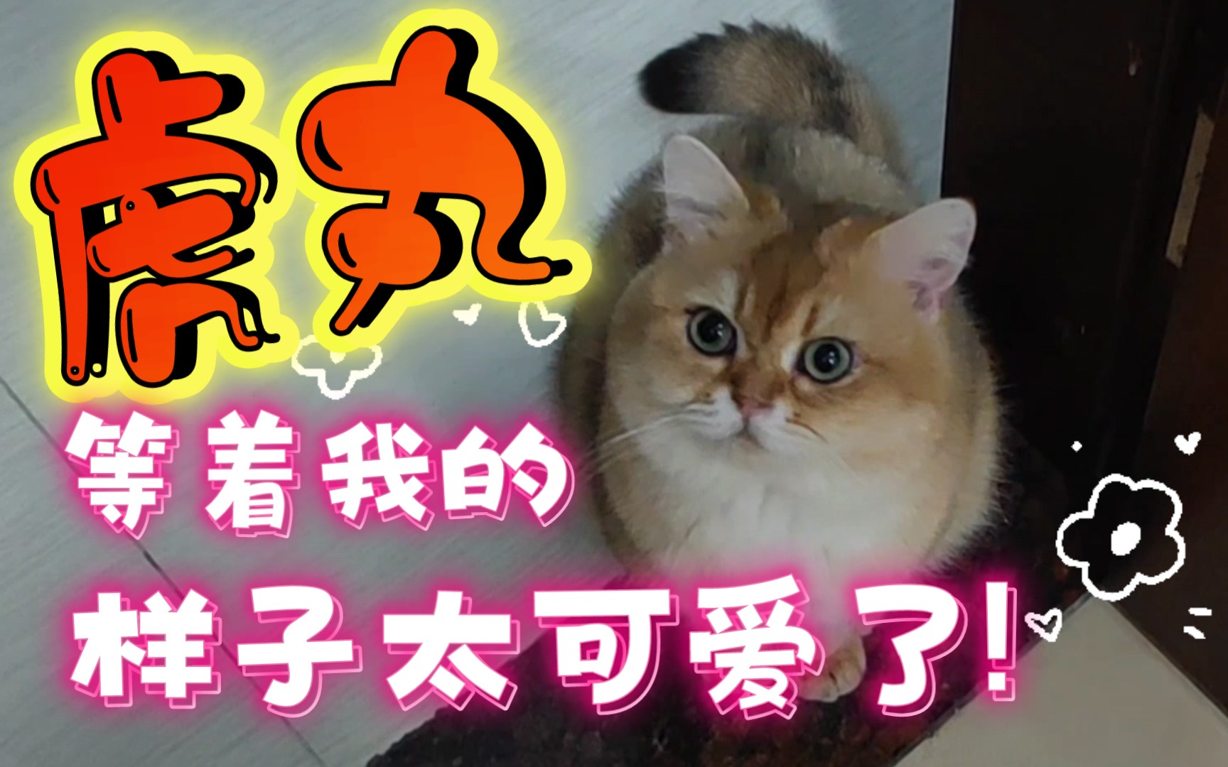 【金渐层猫】 虎丸等着我的样子太可爱了!(虎丸的猫猫日记#136)哔哩哔哩bilibili