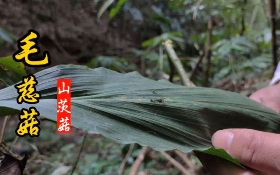 毛慈菇也叫山茨菇,长相奇特,据说市场上它能卖1000多一斤?哔哩哔哩bilibili