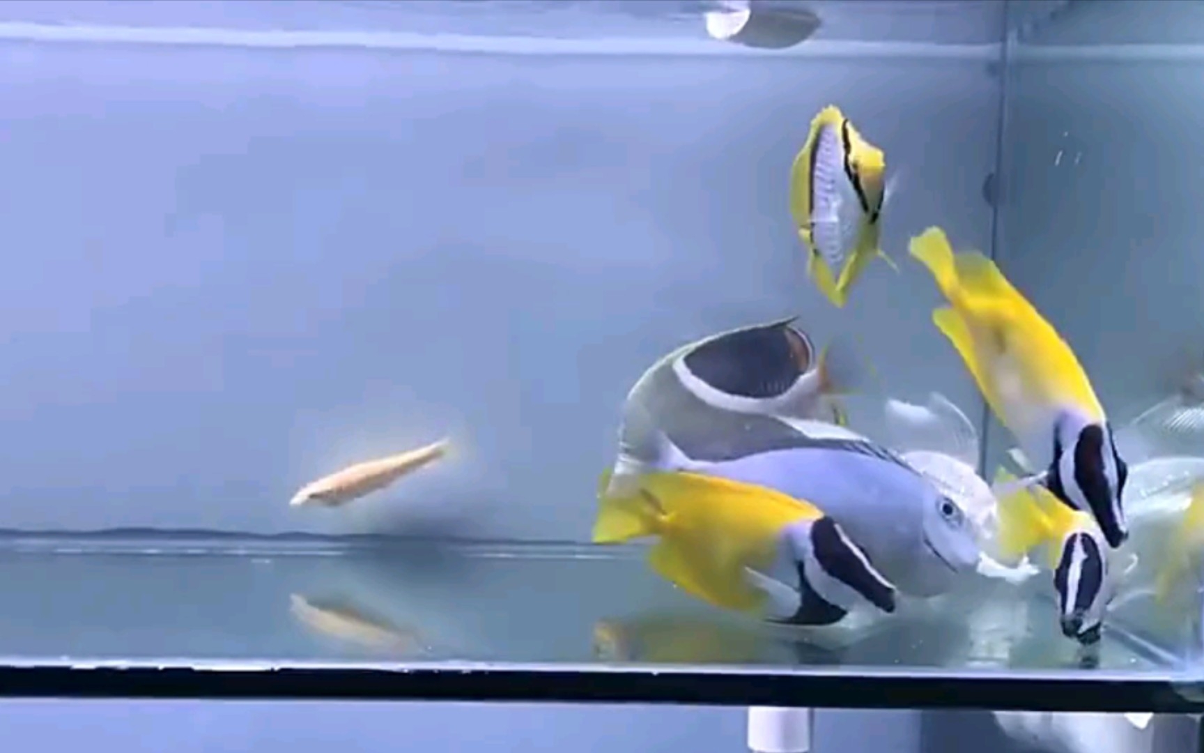 淡化蝶鱼 独角吊 黄狐狸鱼和蝴蝶鲤混养